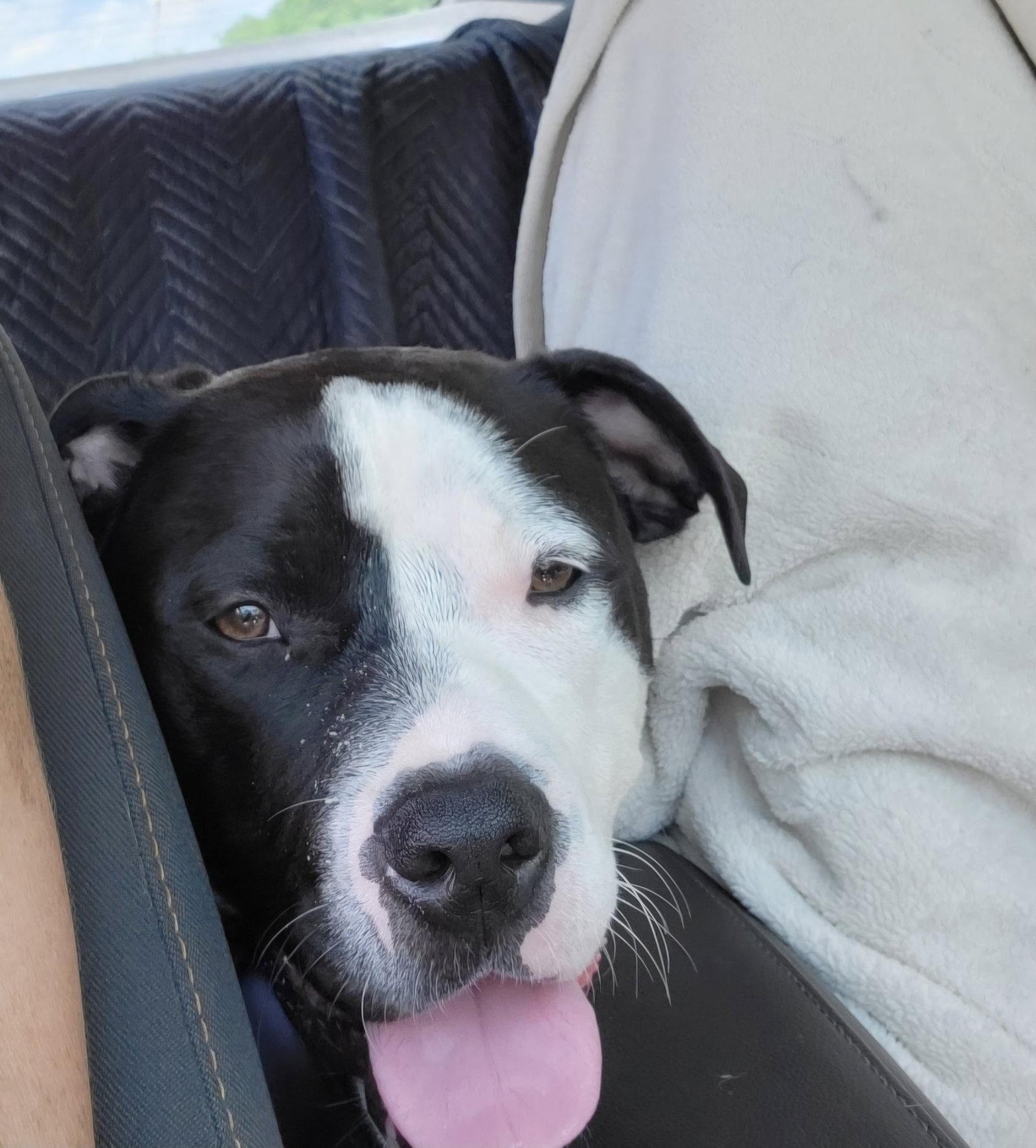 Lola, Adoptable, Adult Female Terrier.