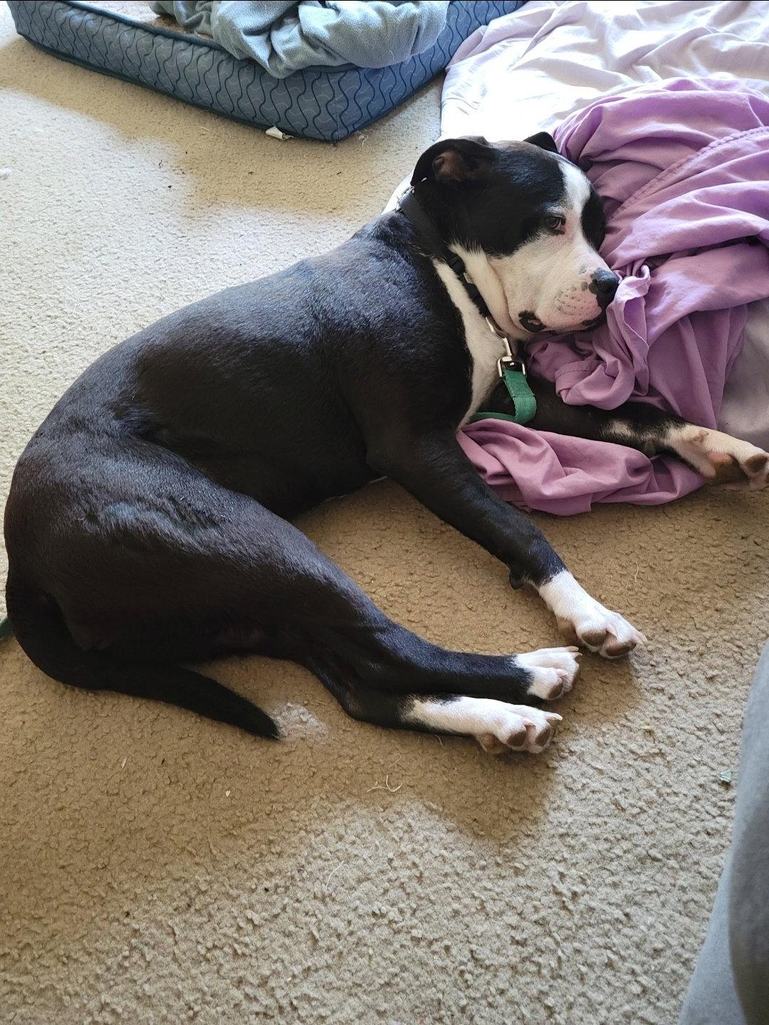 Lola, a Adoptable Terrier in St. Louis, MO image 2/3