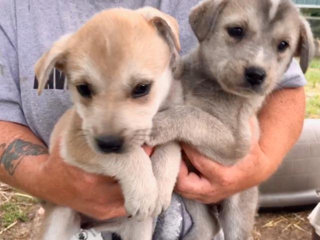 Enlarge YELLOW LAB FEMALE, a Adopted mixed breed in Quinlan, TX image 2/6