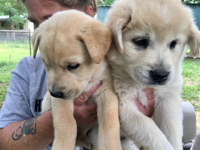 Enlarge YELLOW LAB FEMALE, a Adopted mixed breed in Quinlan, TX image 3/6
