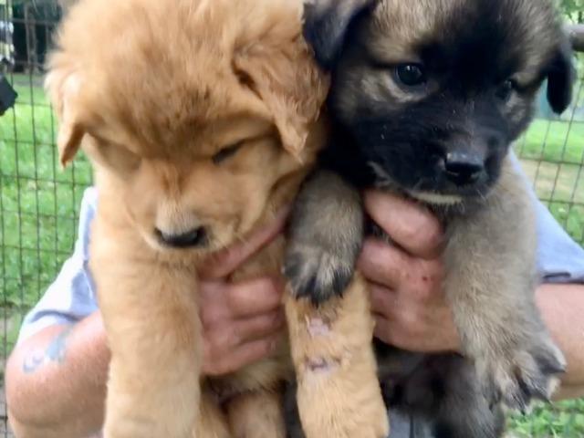 Enlarge YELLOW LAB FEMALE, a Adopted mixed breed in Quinlan, TX image 6/6