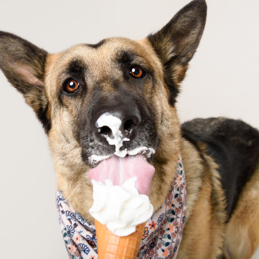 Mahogany, Adoptable, Adult Female German Shepherd Dog & Mixed Breed.