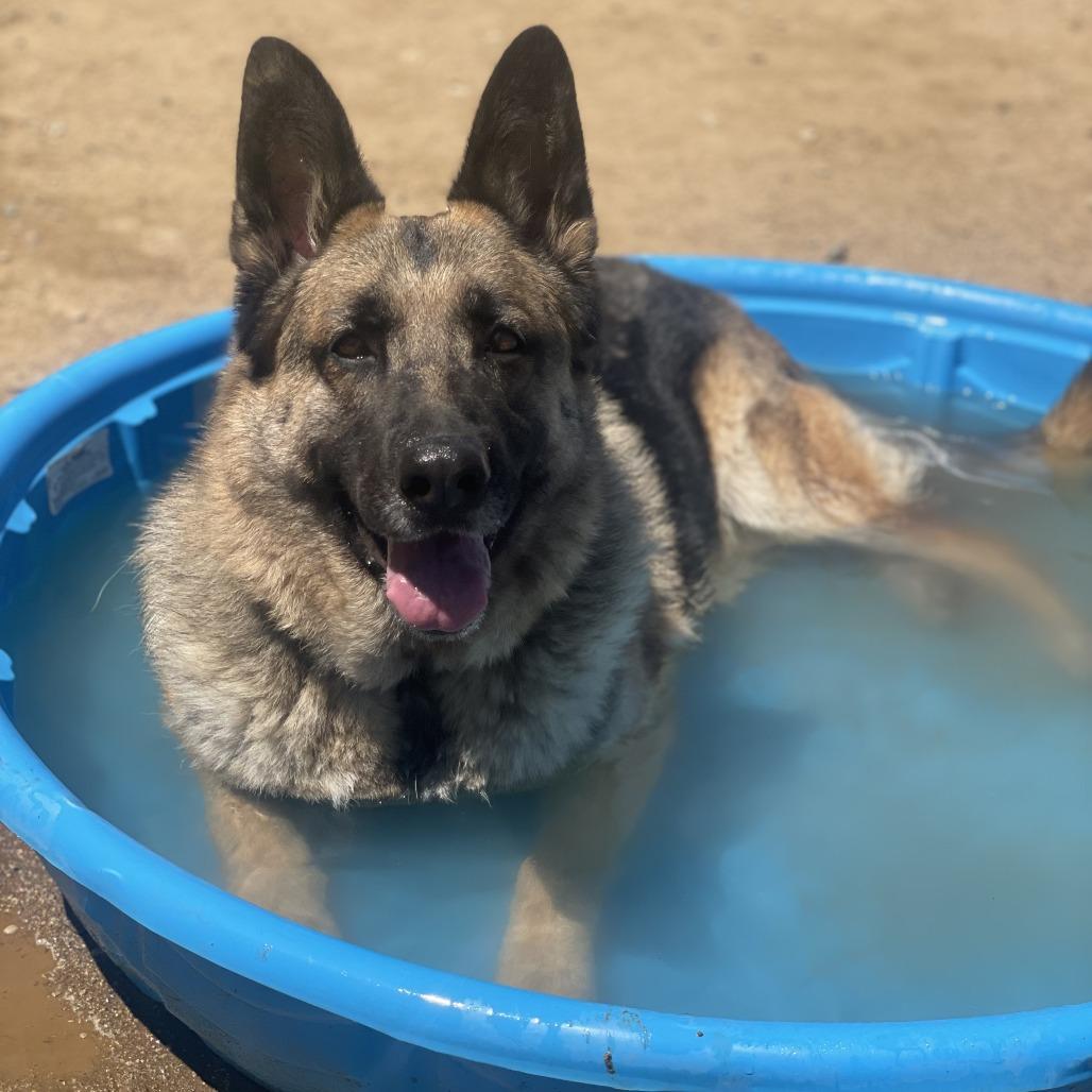 Enlarge Mahogany, a Adoptable mixed breed in Riverside, CA image 1/6