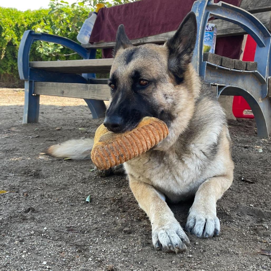 Mahogany, Adoptable, Adult Female German Shepherd Dog & Mixed Breed.