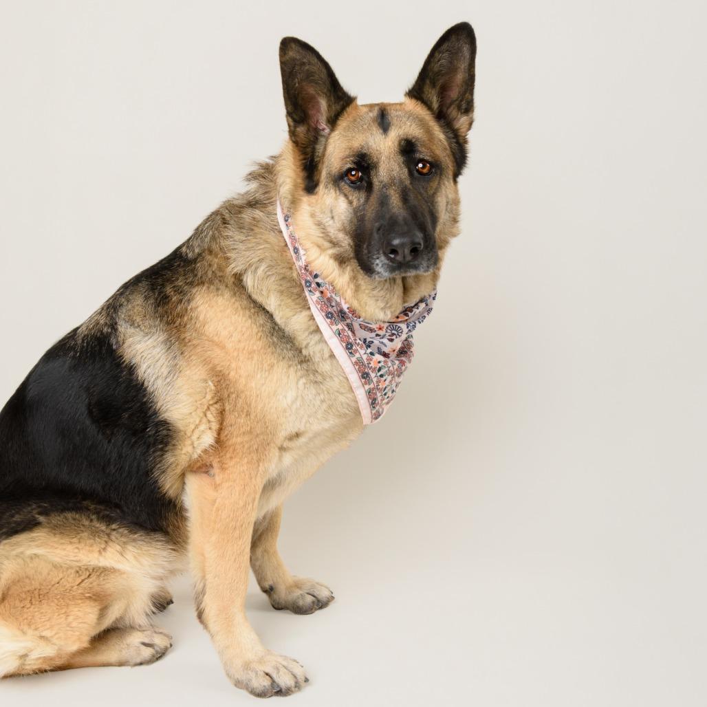 Enlarge Mahogany, a Adoptable mixed breed in Riverside, CA image 3/6