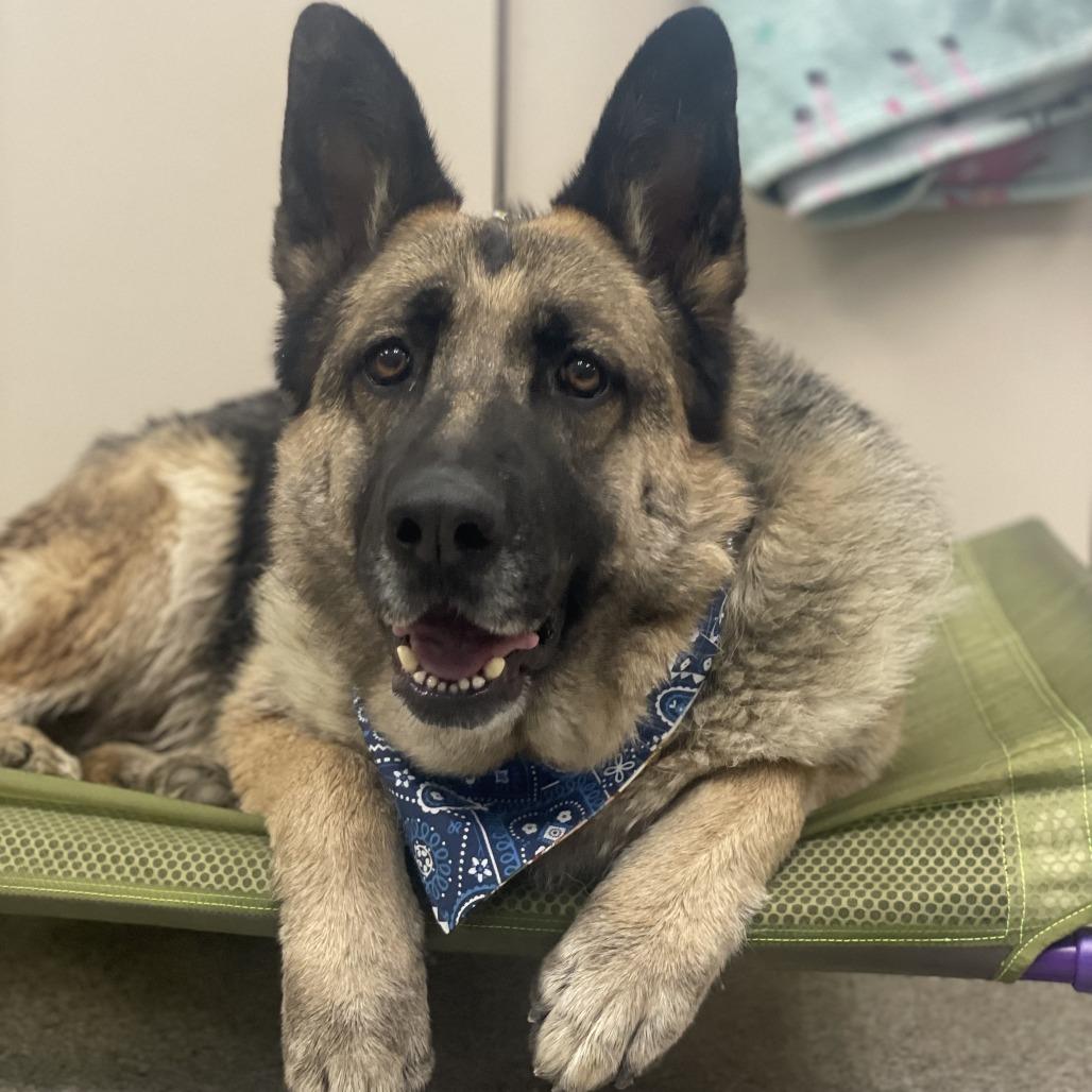 Enlarge Mahogany, a Adoptable mixed breed in Riverside, CA image 2/6