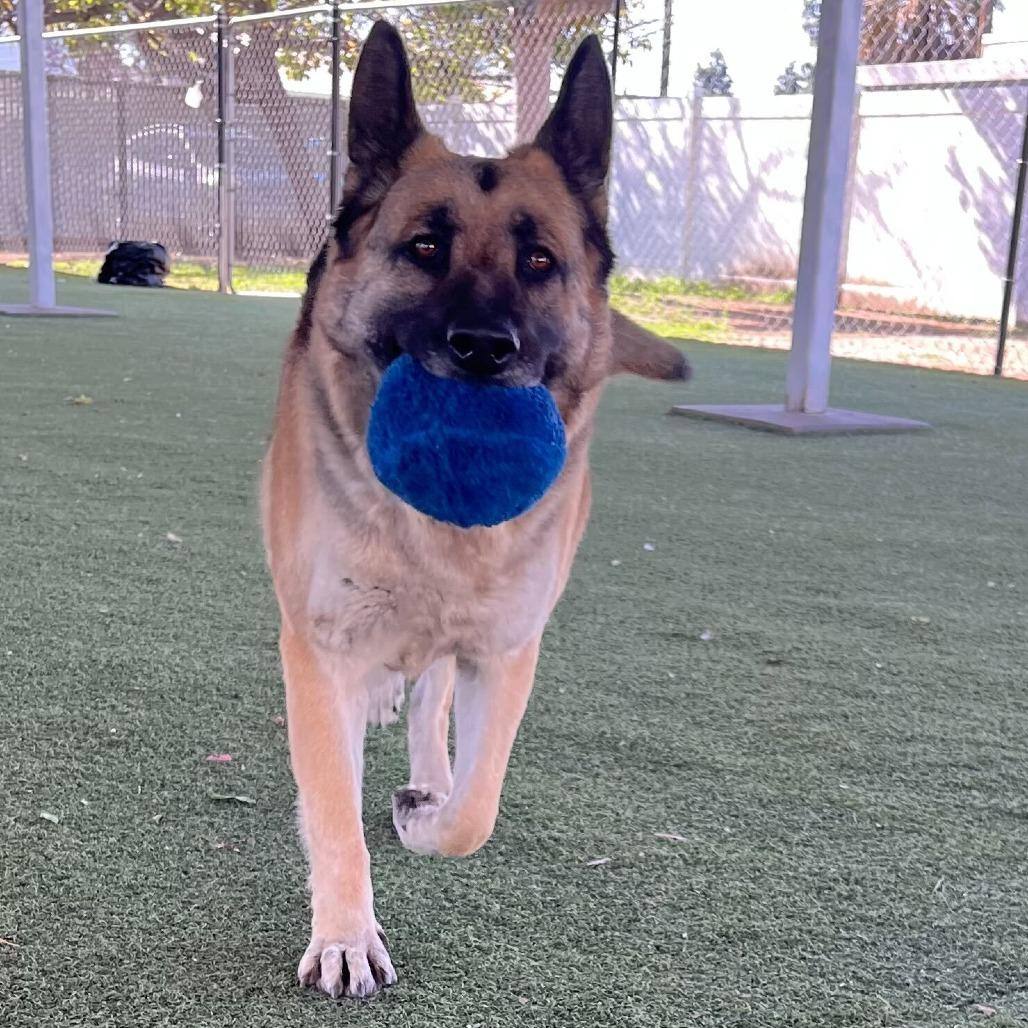 Enlarge Mahogany, a Adoptable mixed breed in Riverside, CA image 2/6