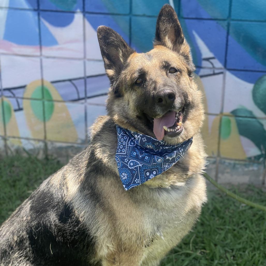 Enlarge Mahogany, a Adoptable mixed breed in Riverside, CA image 3/6