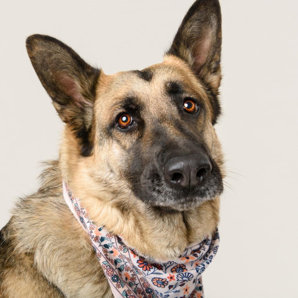 Enlarge Mahogany, a Adoptable mixed breed in Riverside, CA image 5/6