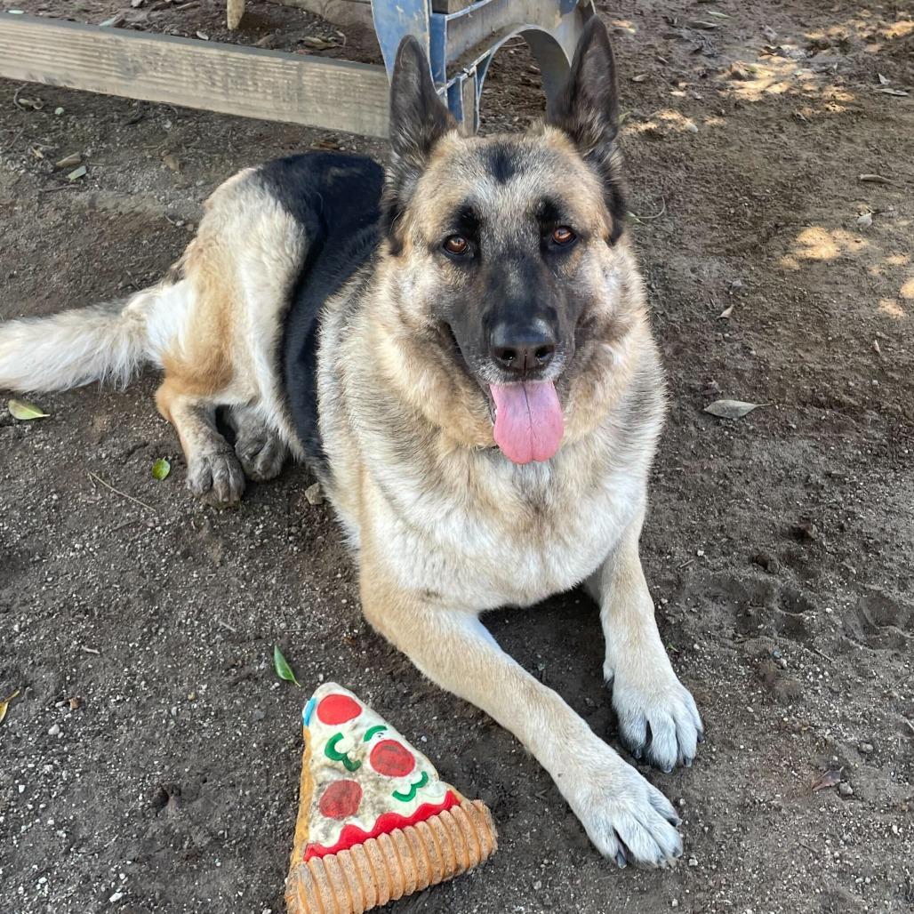 Enlarge Mahogany, a Adoptable mixed breed in Riverside, CA image 6/6