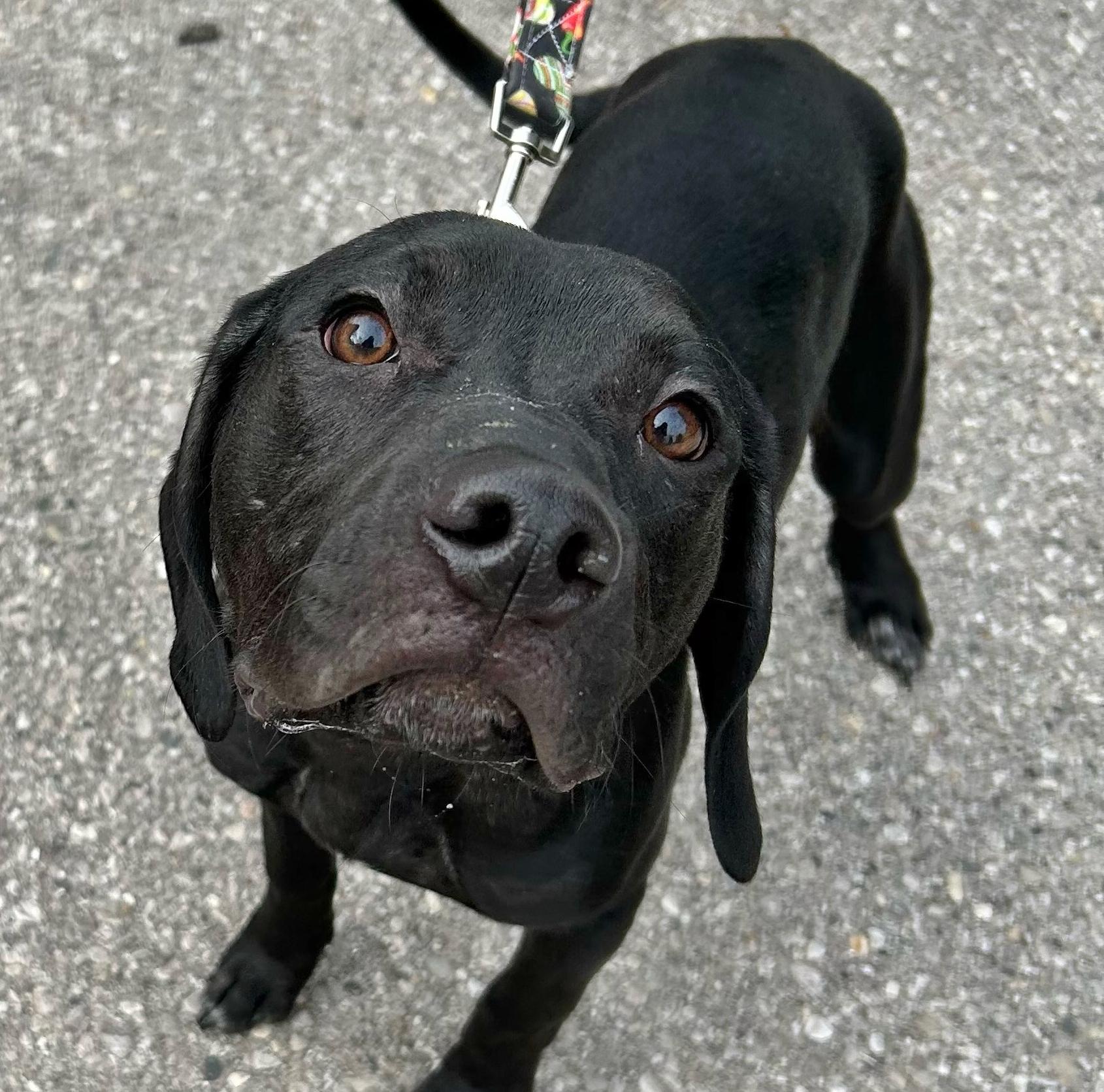 Ruger, ADOPTABLE, Puppy Male Black Labrador Retriever.