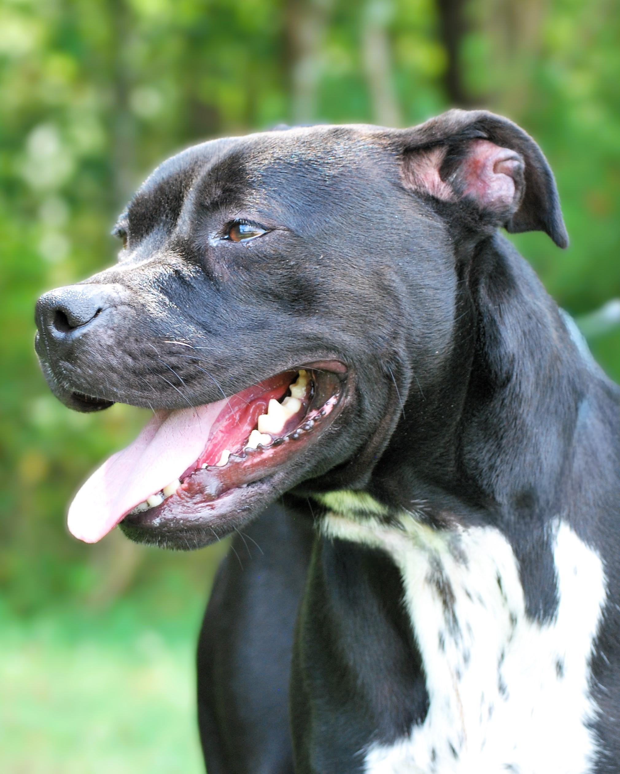Enlarge Mavis, a Adoptable mixed breed in manchester, TN image 3/4