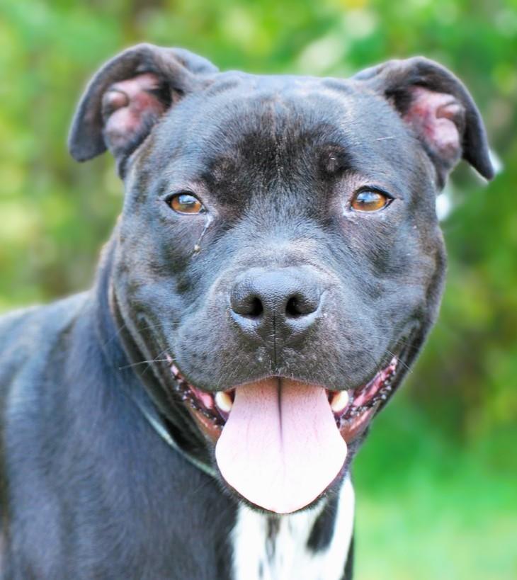 Enlarge Mavis, a Adoptable mixed breed in manchester, TN image 2/4