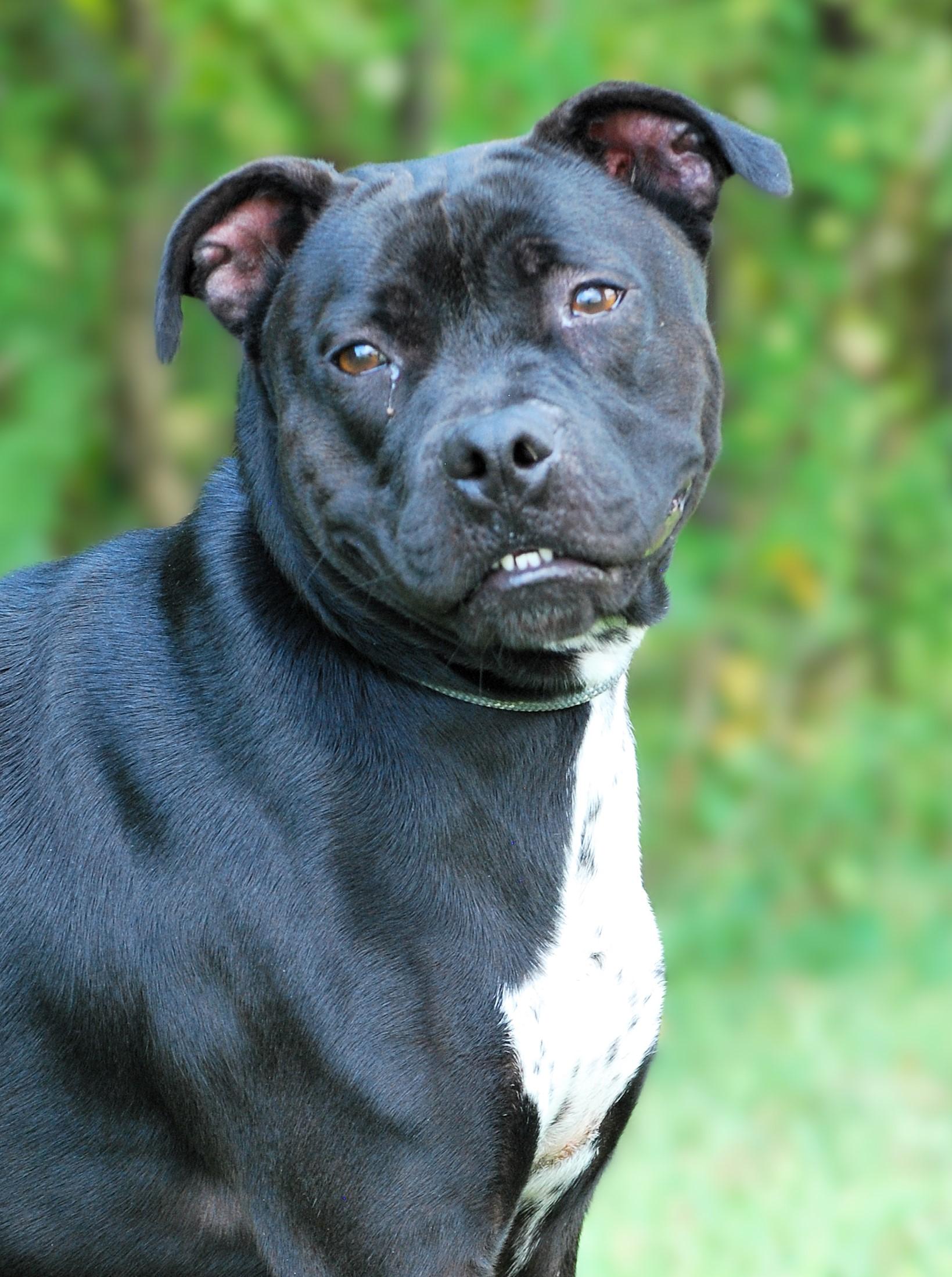 Mavis, Adoptable, Young Female Pit Bull Terrier.