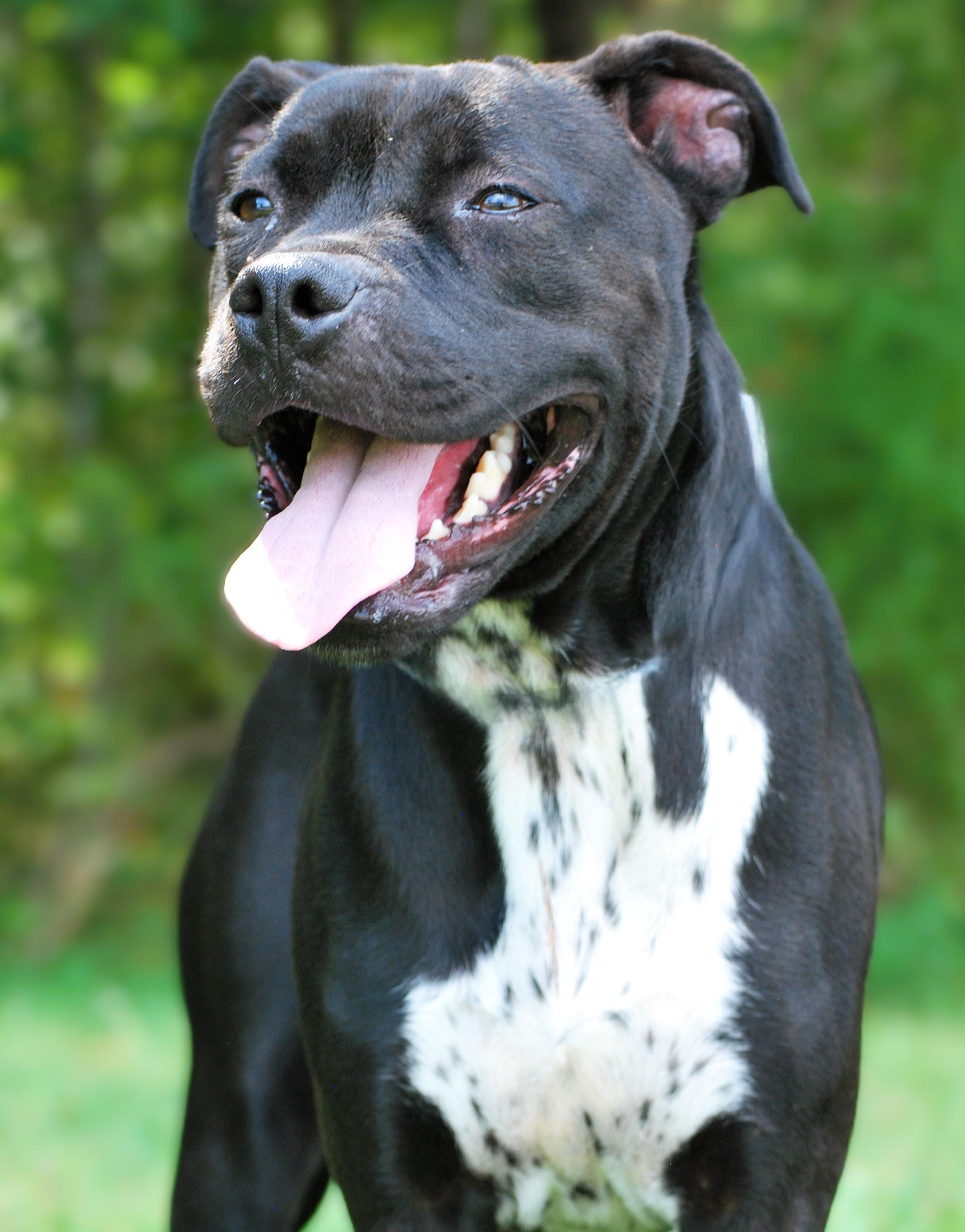 Enlarge Mavis, a Adoptable mixed breed in manchester, TN image 4/4