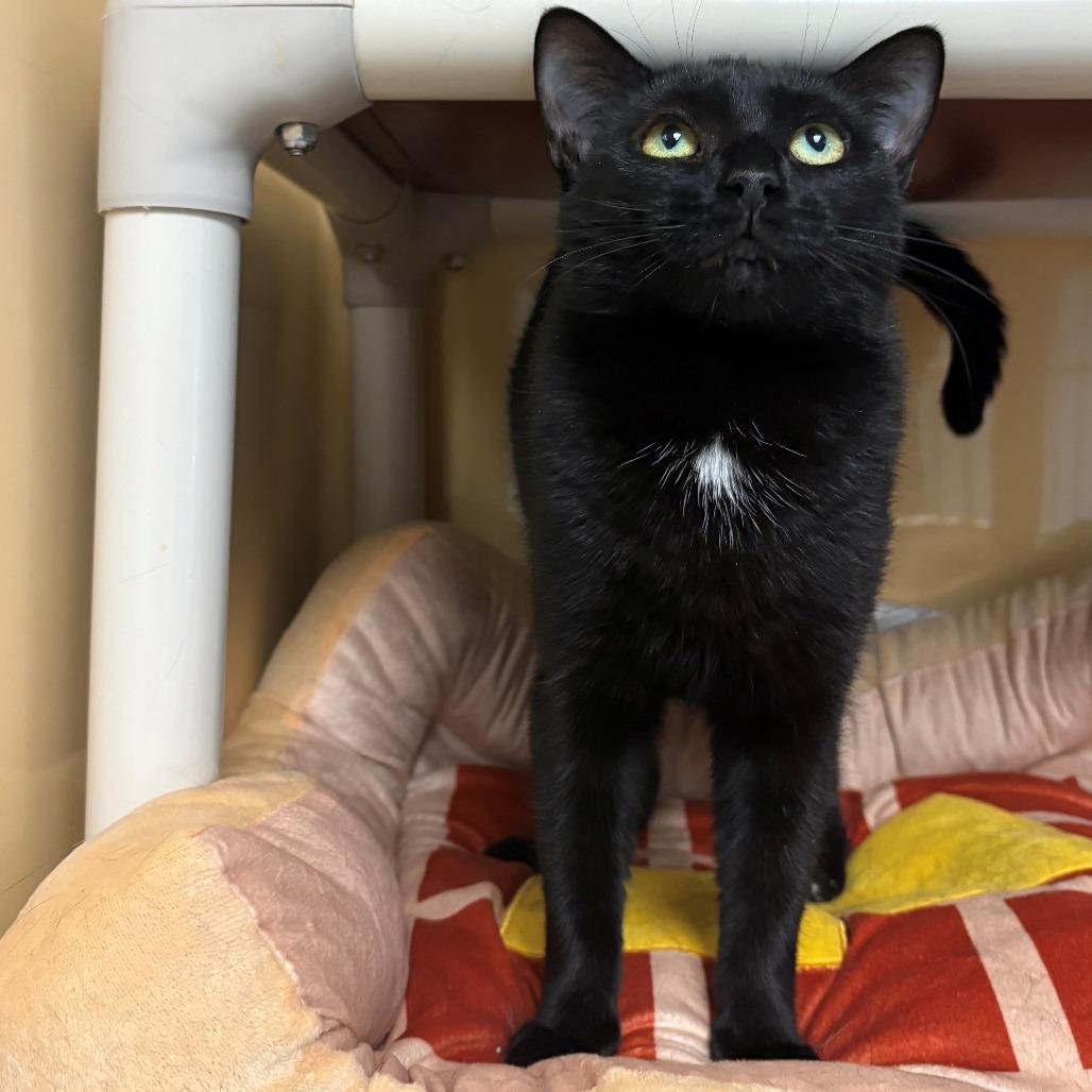 Enlarge Thelma, a Adoptable Domestic Short Hair in East Hanover, NJ image 1/6