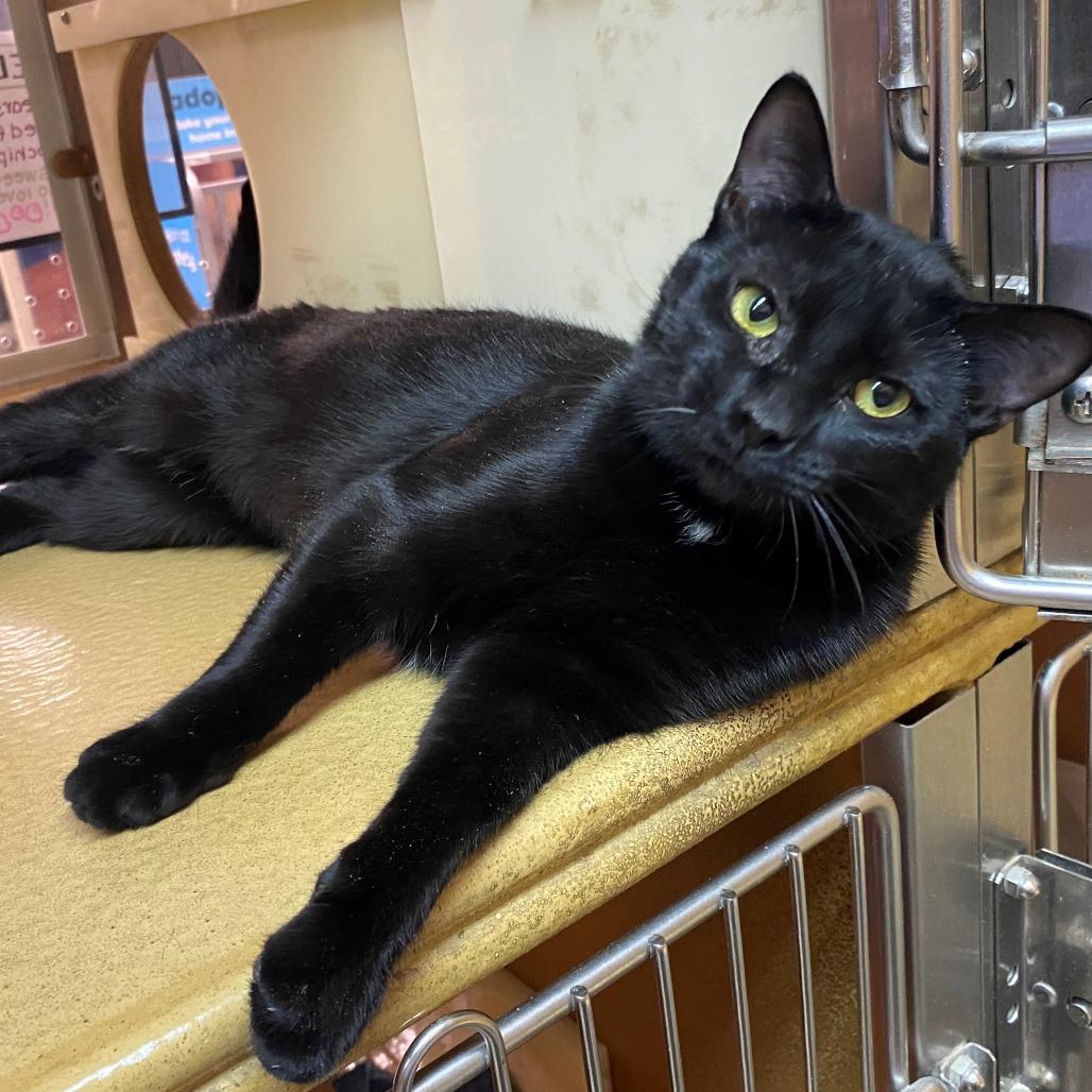 Enlarge Thelma, a Adoptable Domestic Short Hair in East Hanover, NJ image 3/6