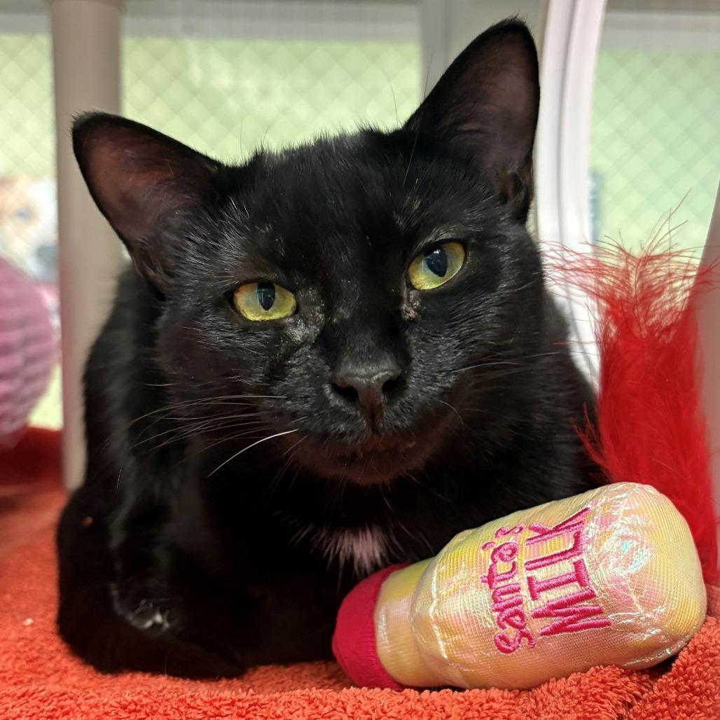 Enlarge Thelma, a Adoptable Domestic Short Hair in East Hanover, NJ image 4/6