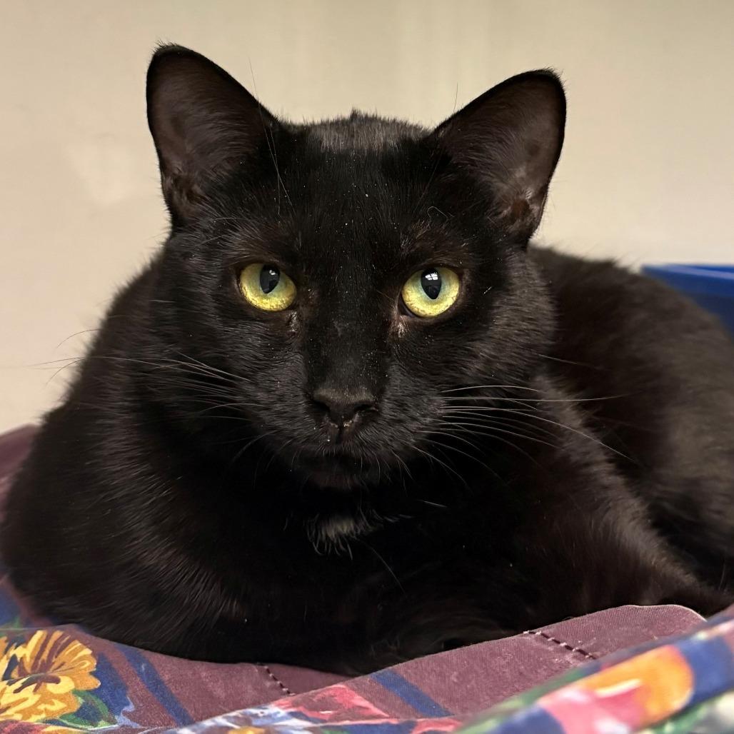 Enlarge Thelma, a Adoptable Domestic Short Hair in East Hanover, NJ image 5/6