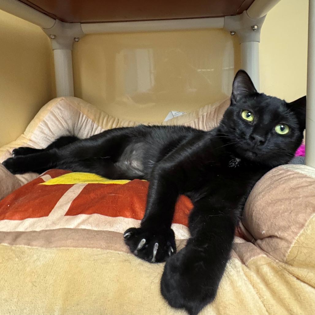 Enlarge Thelma, a Adoptable Domestic Short Hair in East Hanover, NJ image 5/6