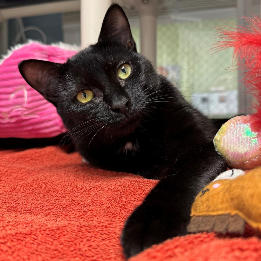 Enlarge Thelma, a Adoptable Domestic Short Hair in East Hanover, NJ image 6/6