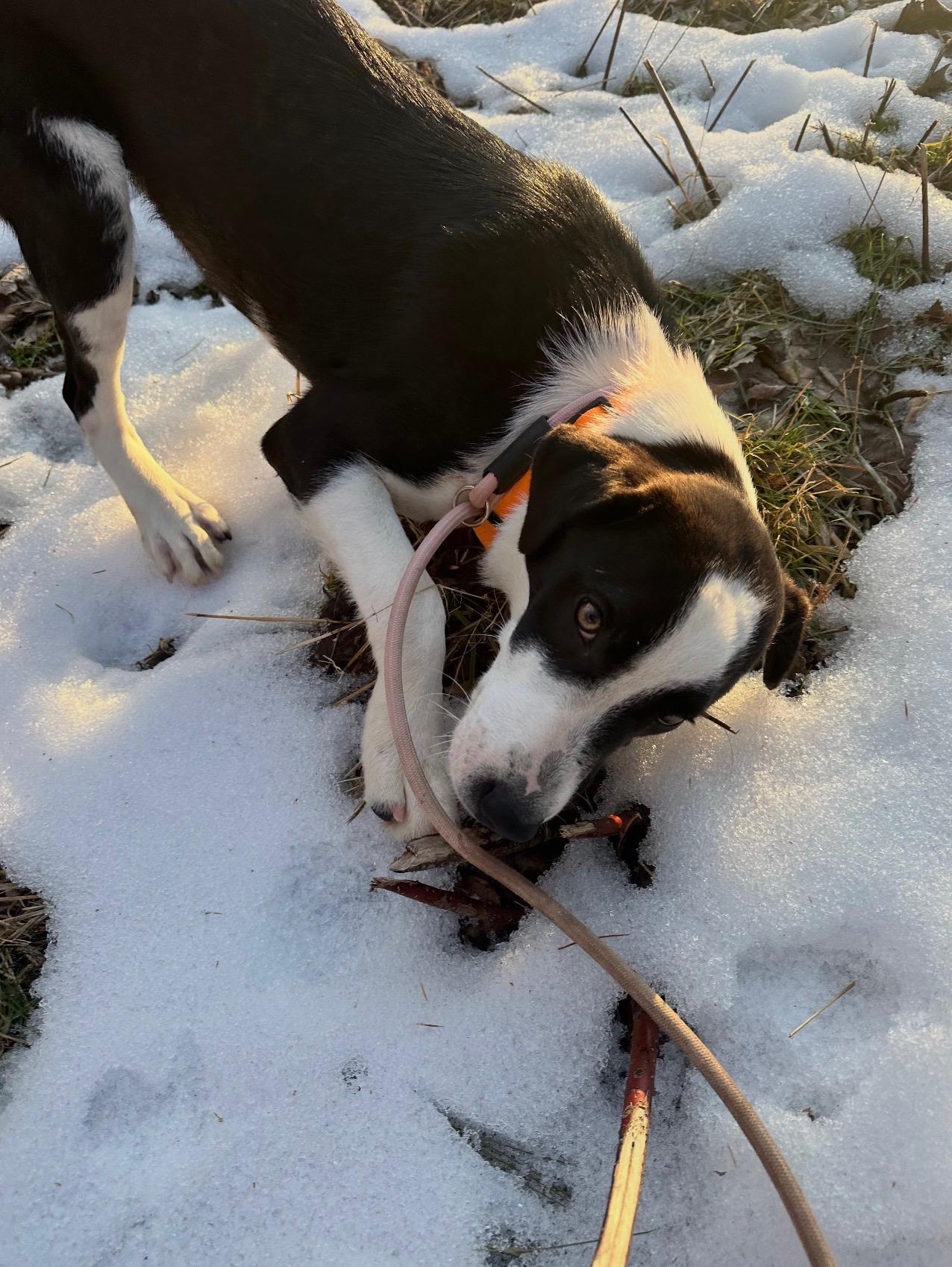 Enlarge Grace, a ADOPTABLE Beagle in Cedarburg, WI image 1/5