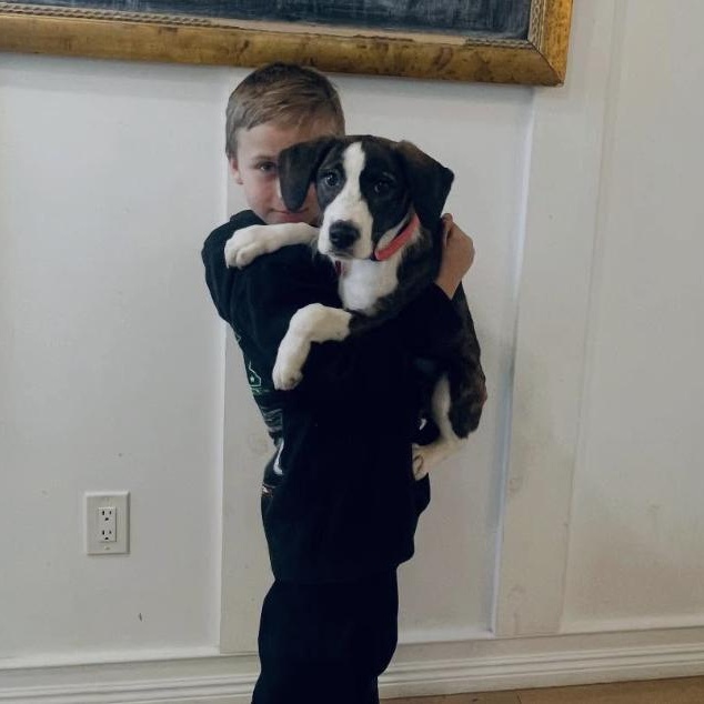 Enlarge Grace, a ADOPTABLE Beagle in Cedarburg, WI image 5/5