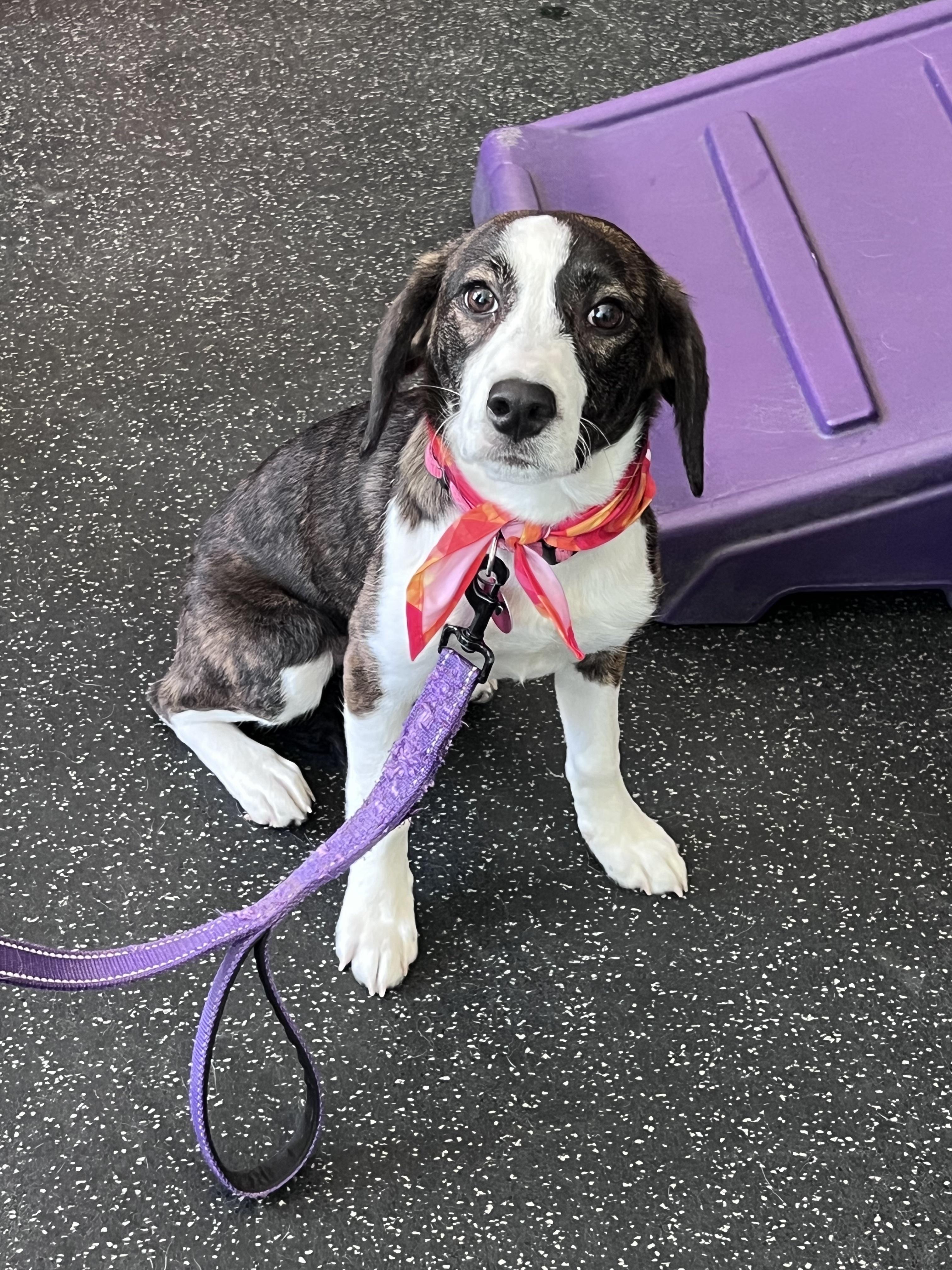 Grace, an adopted Beagle in Cedarburg, WI image 2/5