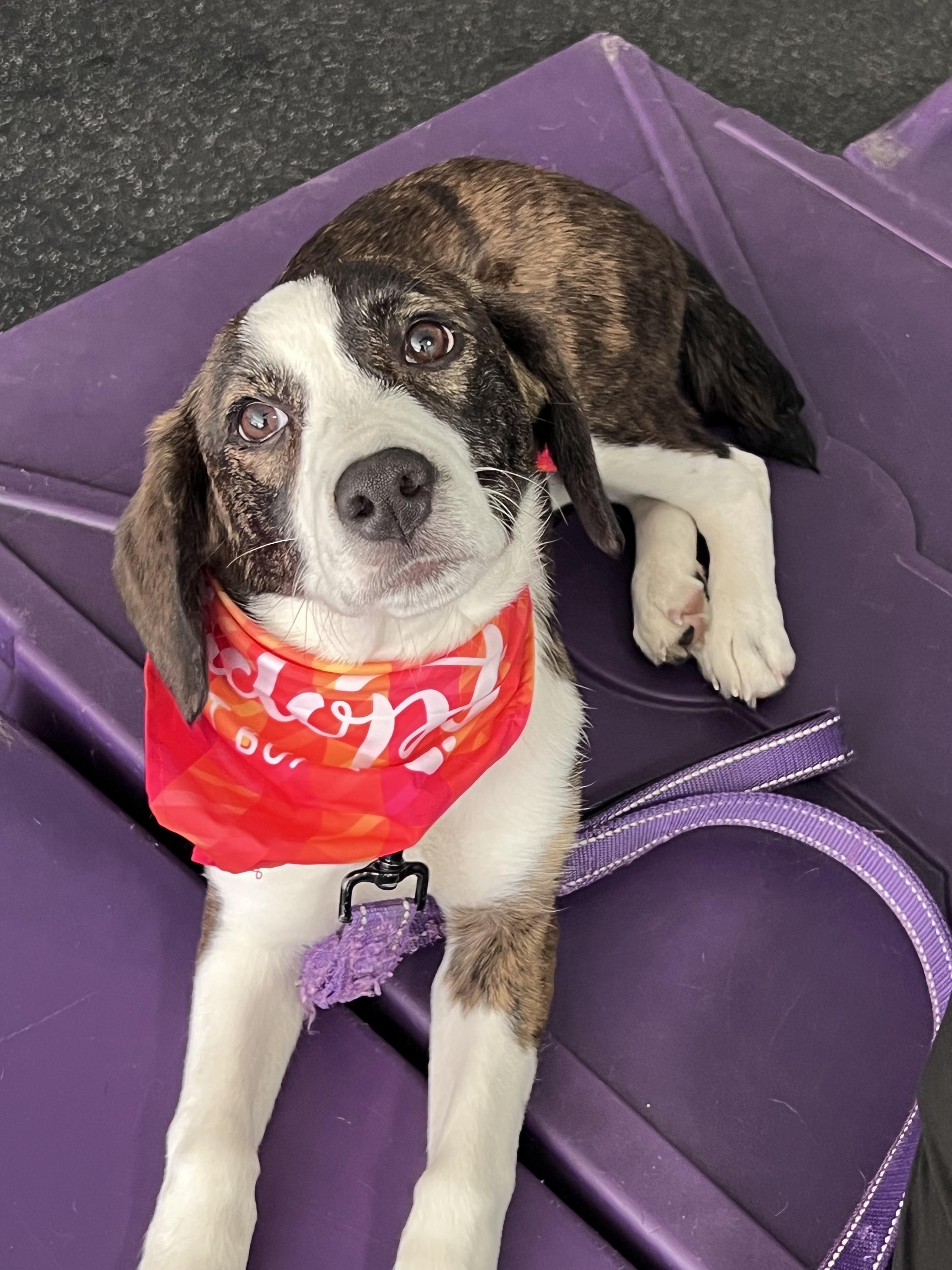 Grace, an adopted Beagle in Cedarburg, WI image 5/5