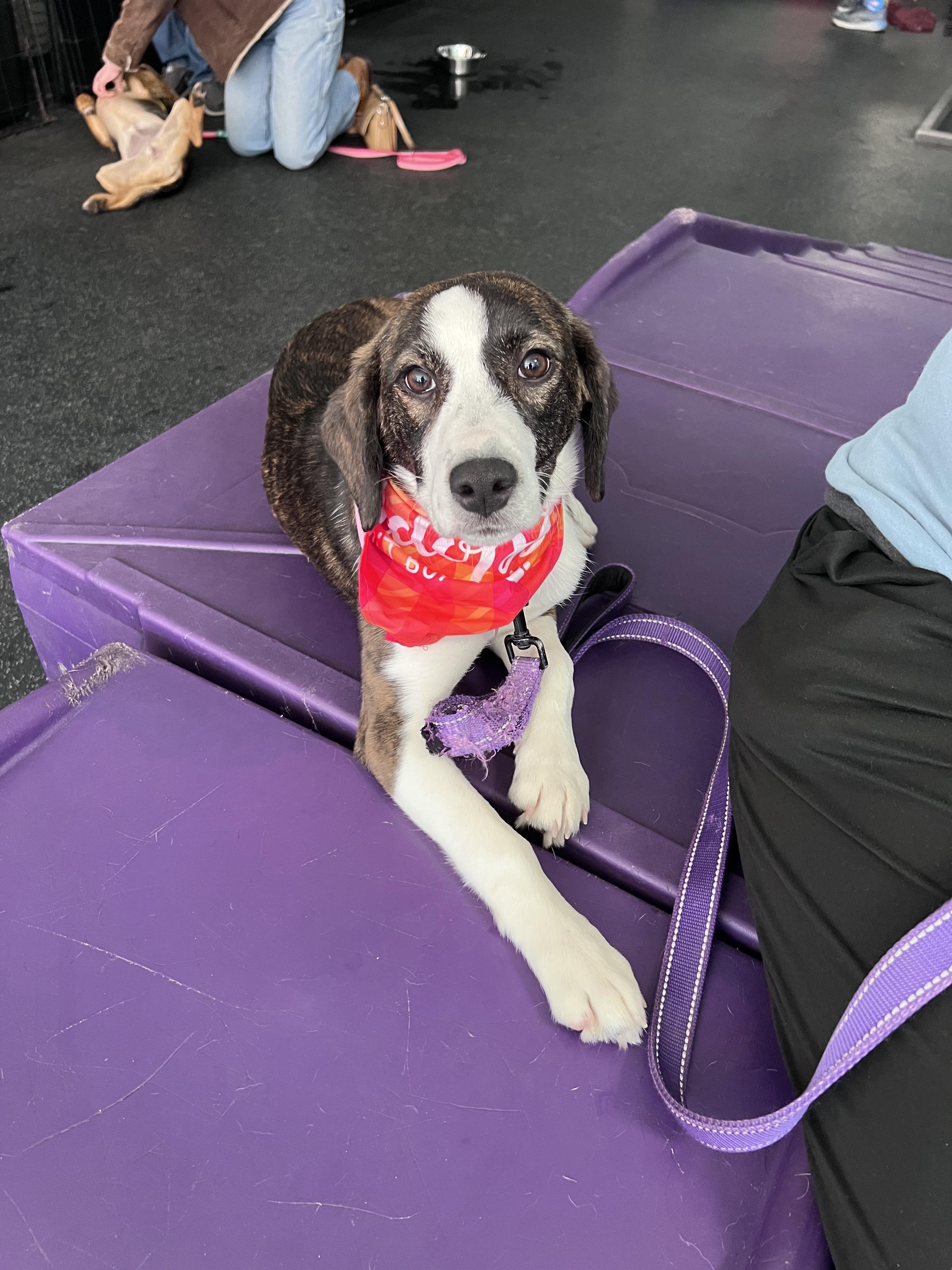 Grace, an adopted Beagle in Cedarburg, WI image 4/5