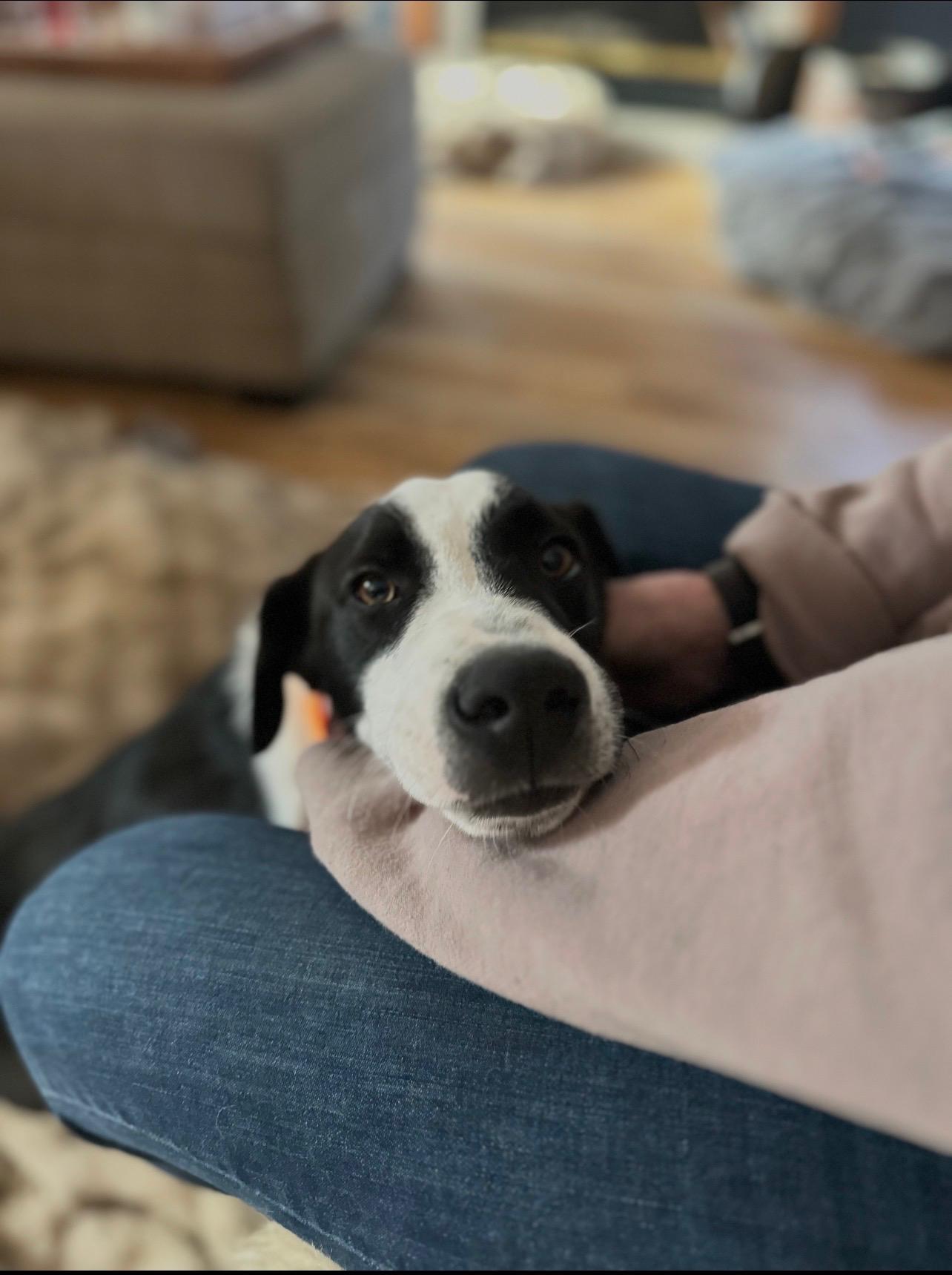 Enlarge Grace, a ADOPTABLE Beagle in Cedarburg, WI image 2/5