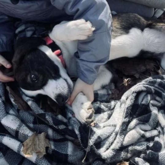 Enlarge Grace, a ADOPTABLE Beagle in Cedarburg, WI image 4/5
