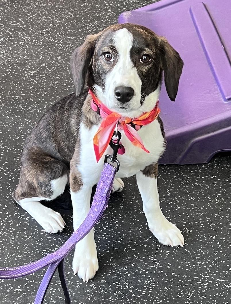 Grace, adoptable, Puppy Female Beagle.