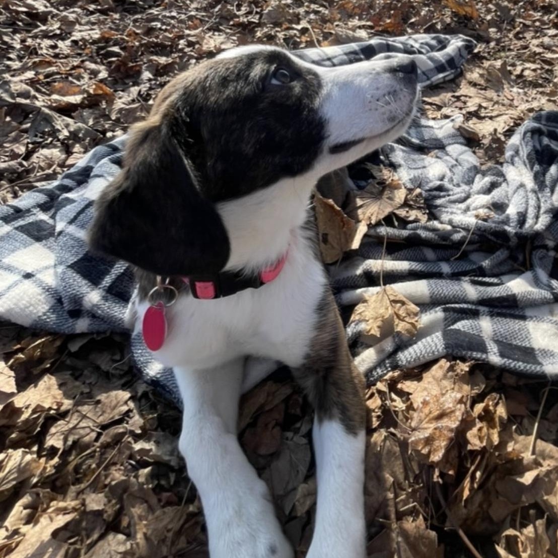Grace, ADOPTABLE, Puppy Female Beagle.