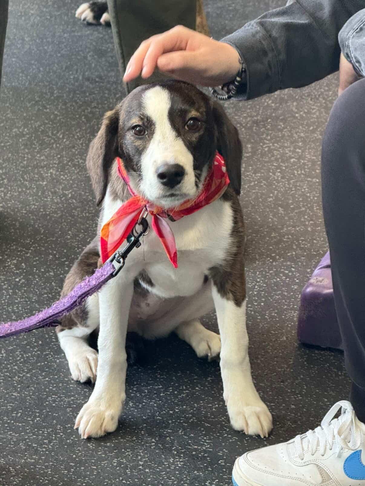 Grace, an adopted Beagle in Cedarburg, WI image 3/5