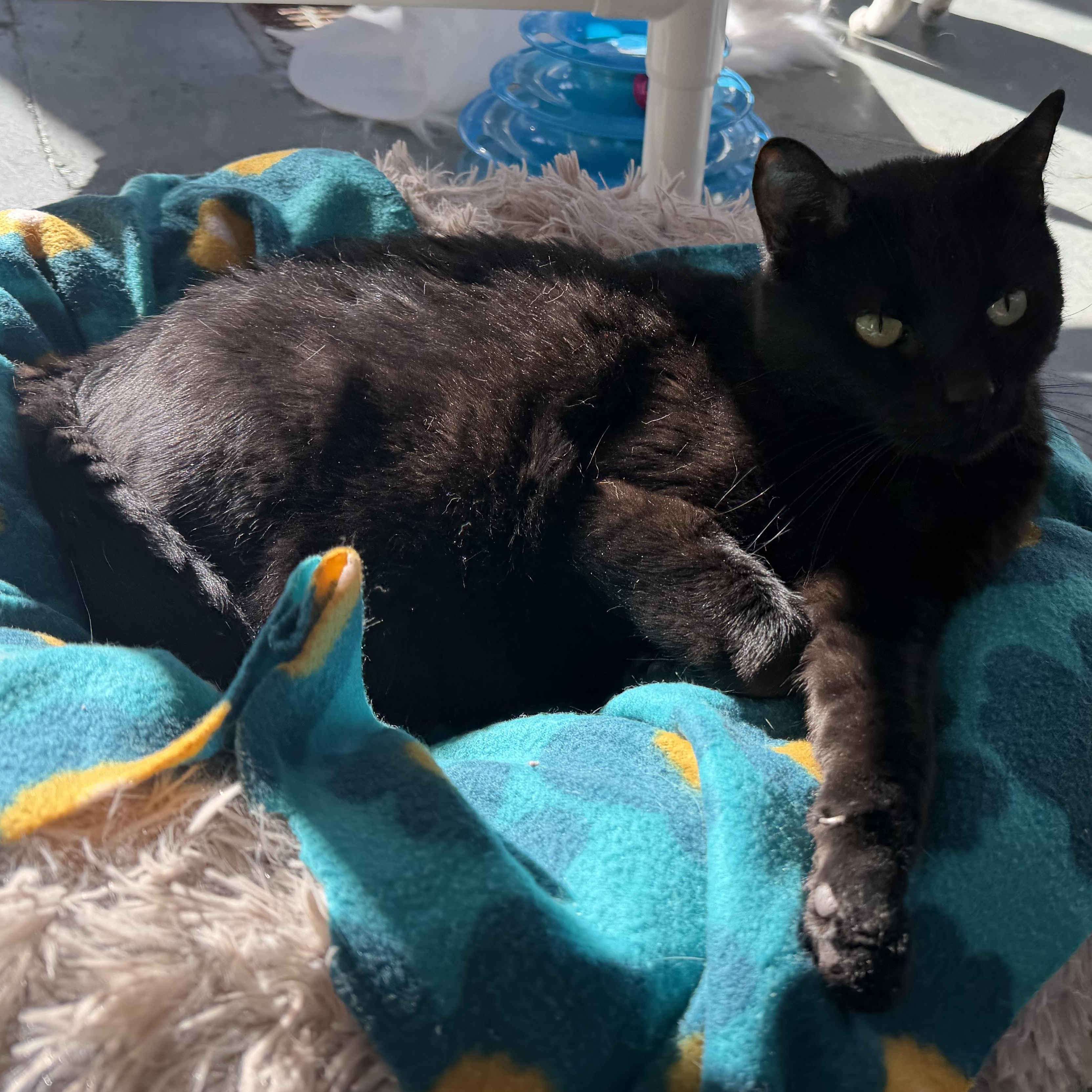 Salem, Adoptable, Adult Male Domestic Short Hair.