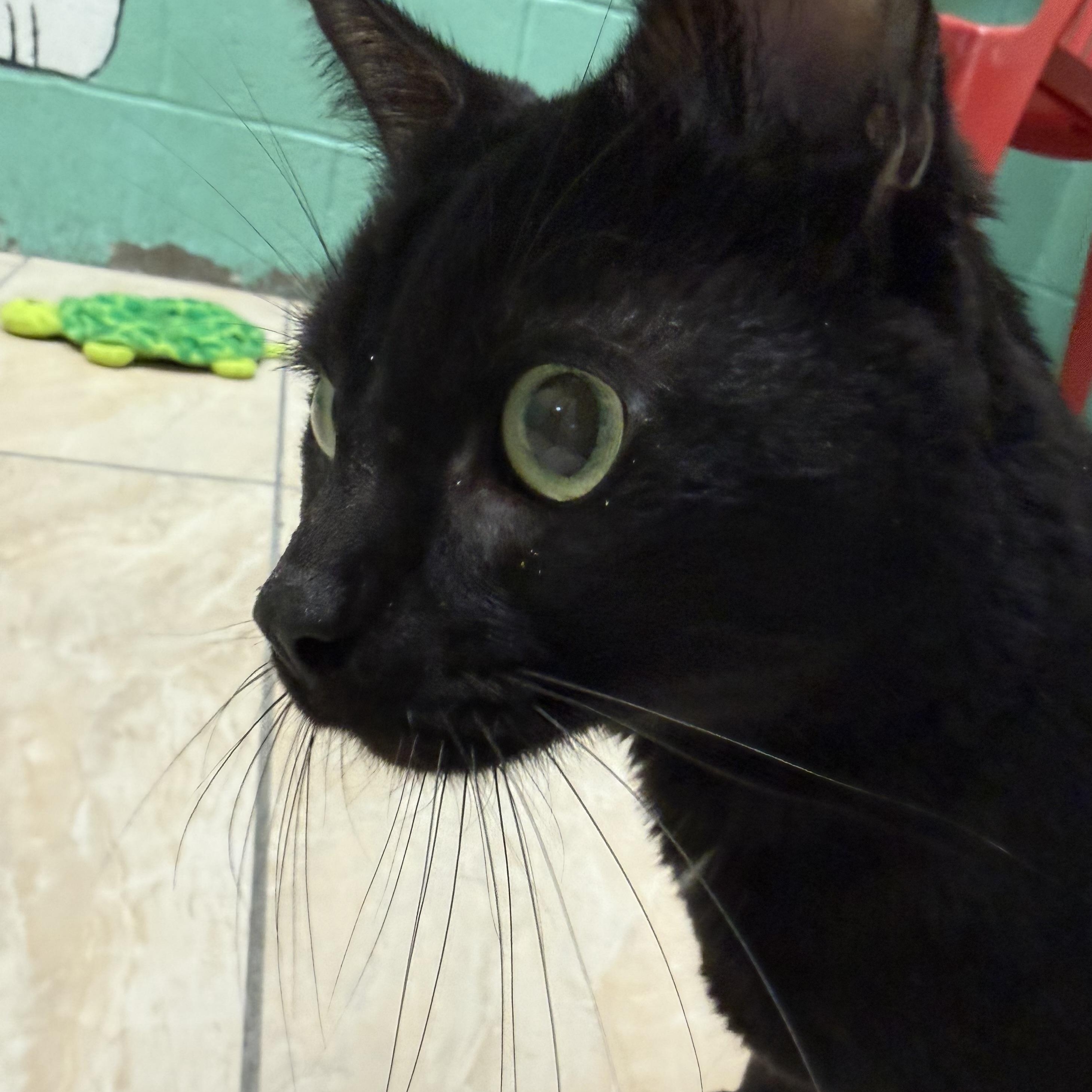 Salem, a Adoptable mixed breed in Latrobe, PA image 2/3