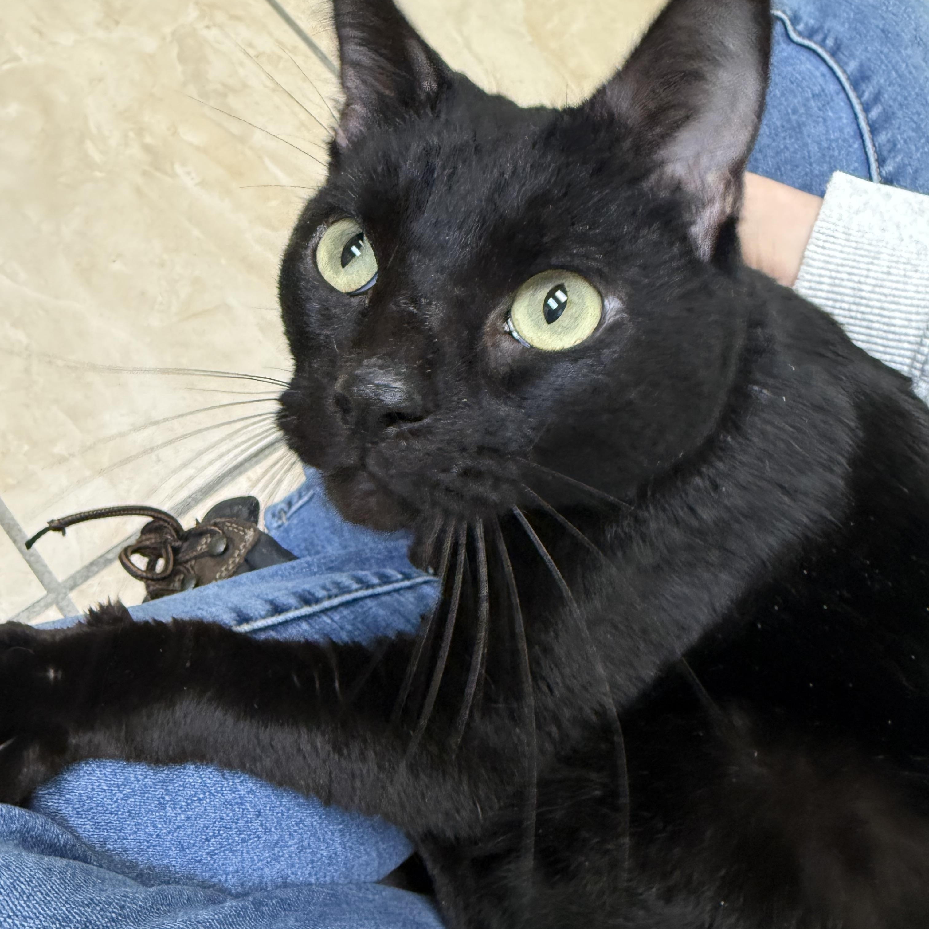 Salem, a Adoptable mixed breed in Latrobe, PA image 1/3