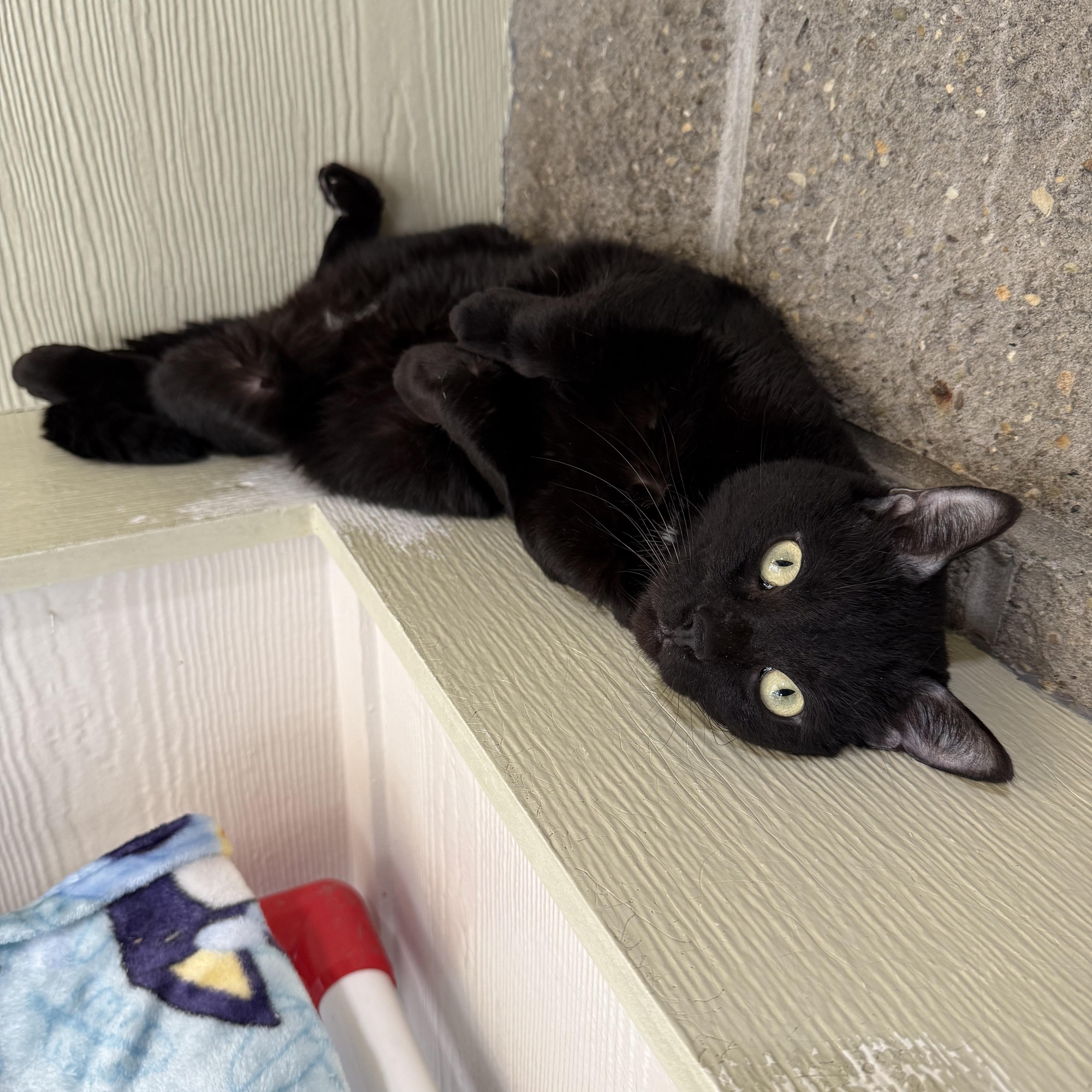 Salem, a Adoptable mixed breed in Latrobe, PA image 3/3