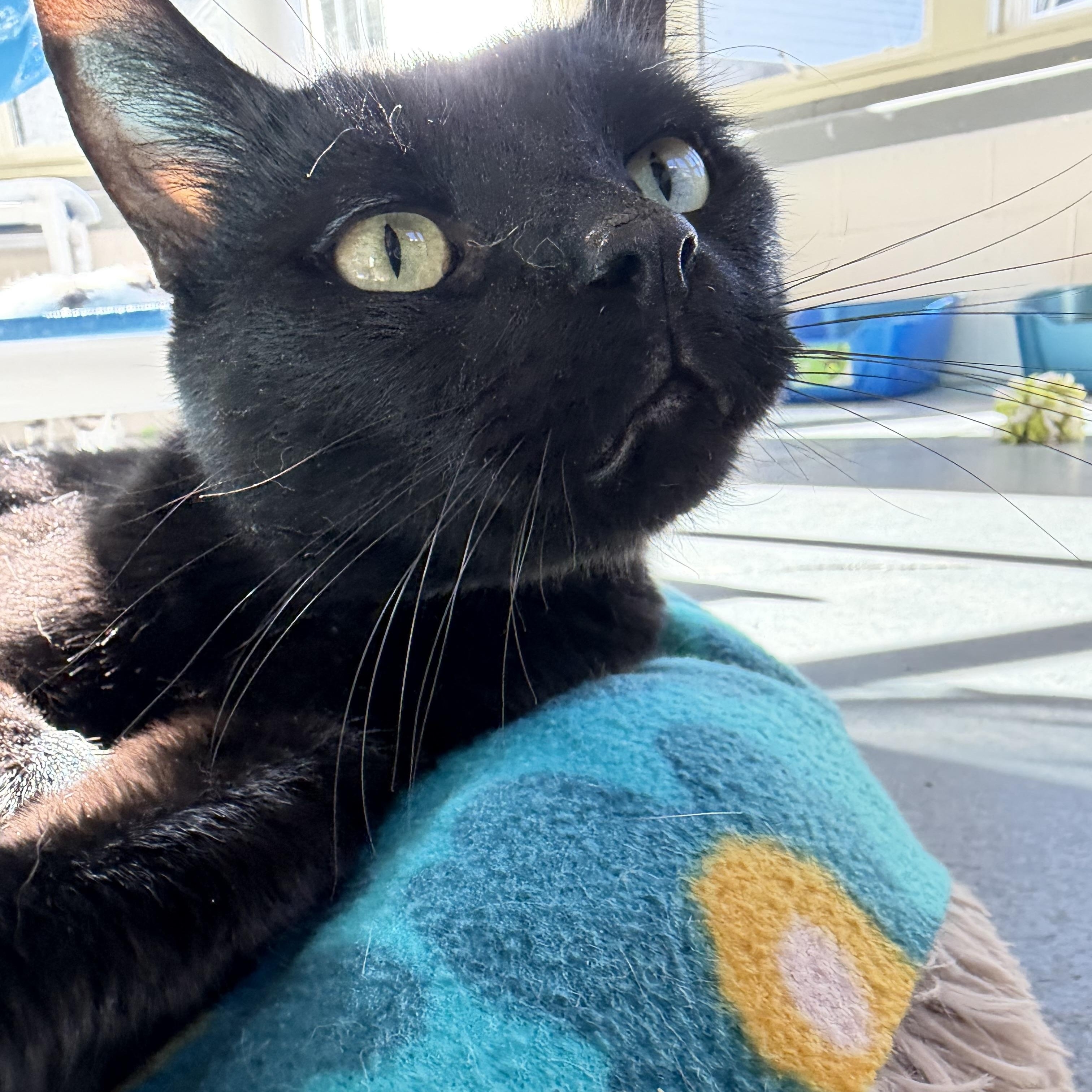 Enlarge Salem, a Adoptable mixed breed in Latrobe, PA image 5/5
