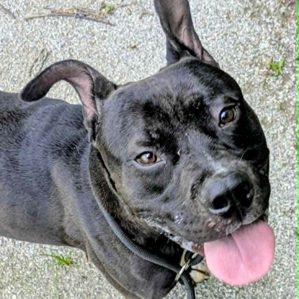 Kirby, Adoptable, Adult Male Mixed Breed.