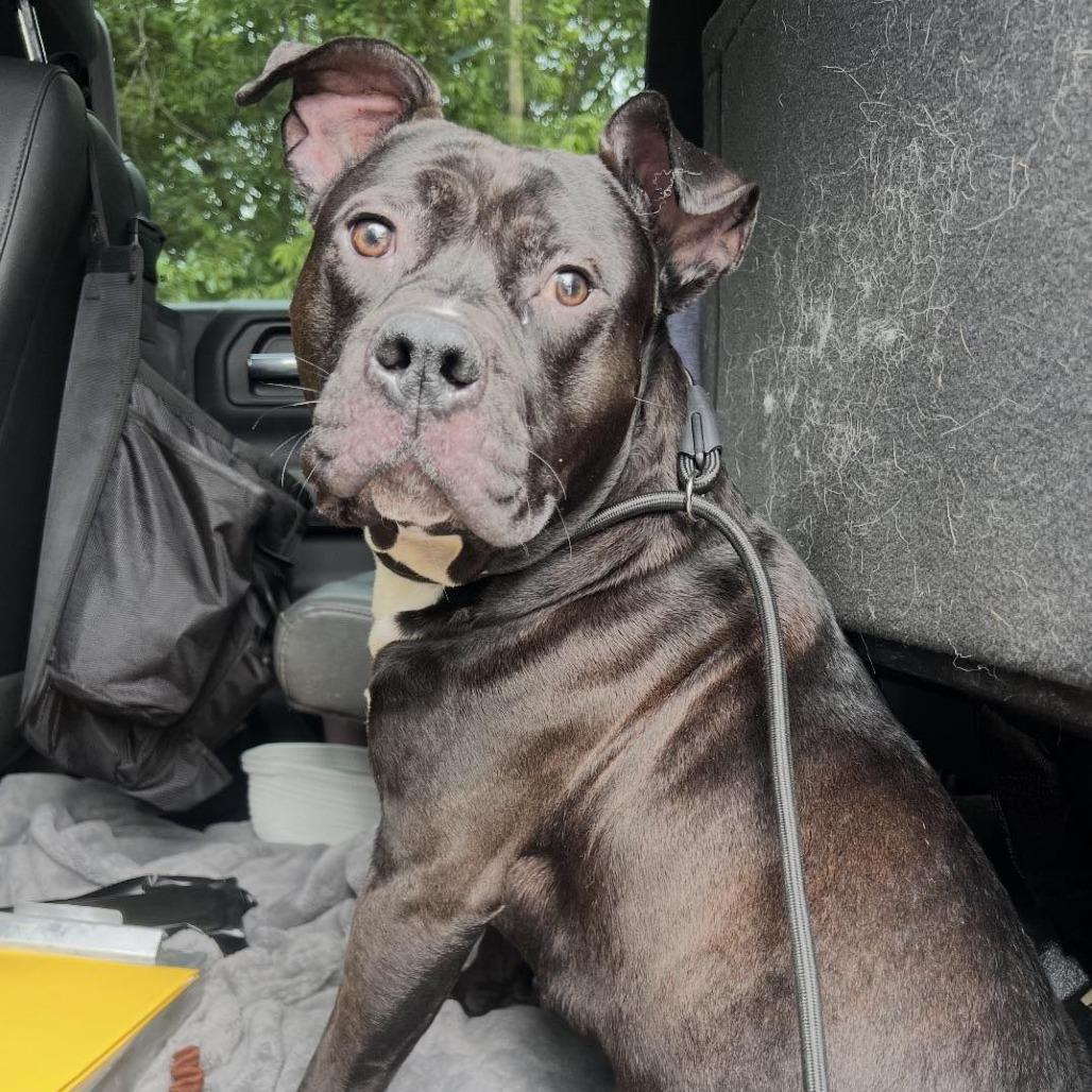 Kirby, a Adoptable Mixed Breed in Jeffersonville, IN image 2/3