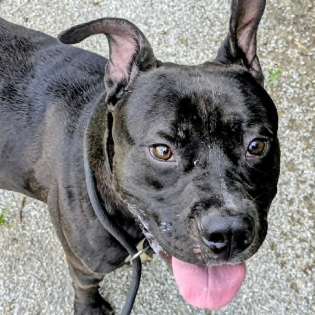 Kirby, a Adoptable Mixed Breed in Jeffersonville, IN image 3/3