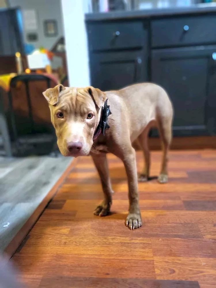 Zara, Adoptable, Young Female Pit Bull Terrier & Shar-Pei.