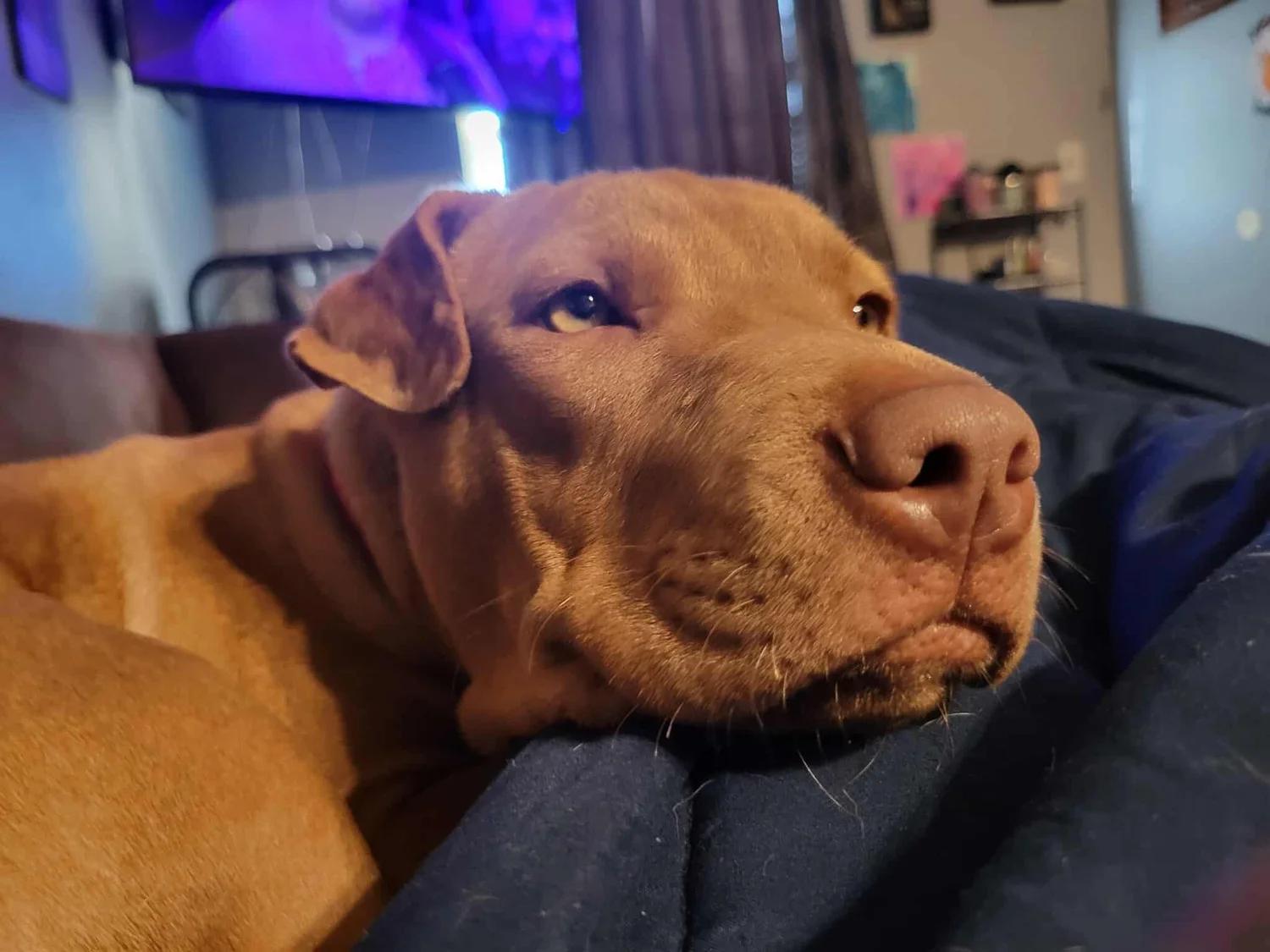 Enlarge Zara, a Adoptable mixed breed in Minneapolis, MN image 2/6