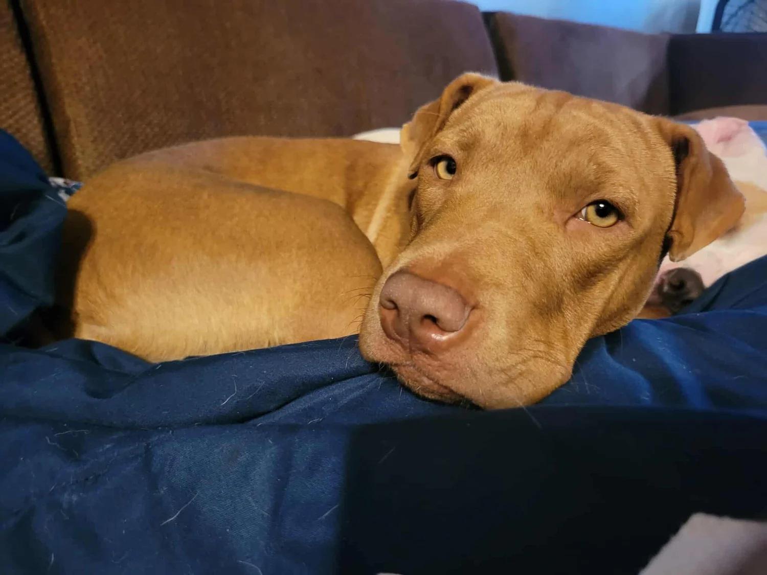 Enlarge Zara, a Adoptable mixed breed in Minneapolis, MN image 3/6