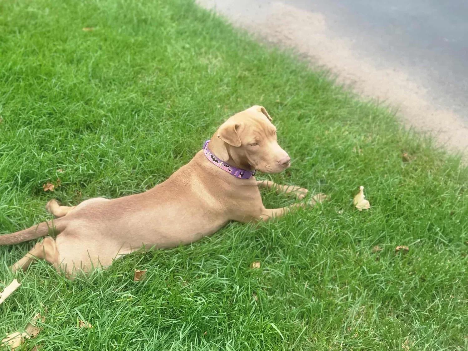 Enlarge Zara, a Adoptable mixed breed in Minneapolis, MN image 4/6