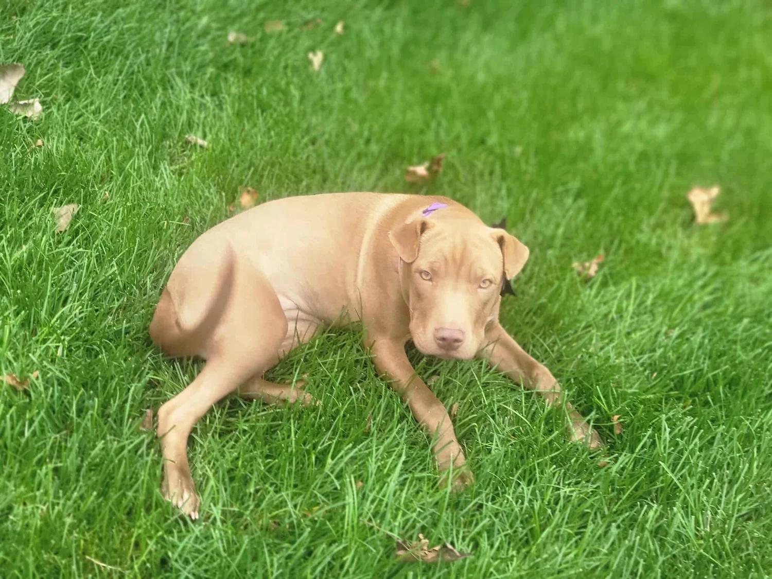 Enlarge Zara, a Adoptable mixed breed in Minneapolis, MN image 5/6