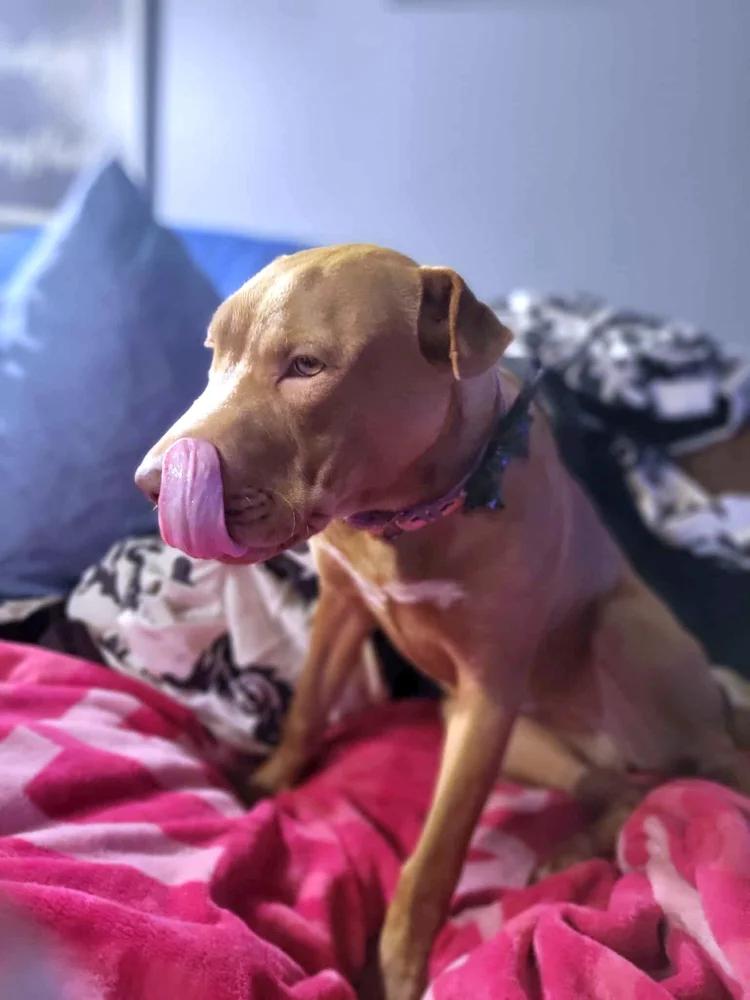 Enlarge Zara, a Adoptable mixed breed in Minneapolis, MN image 6/6