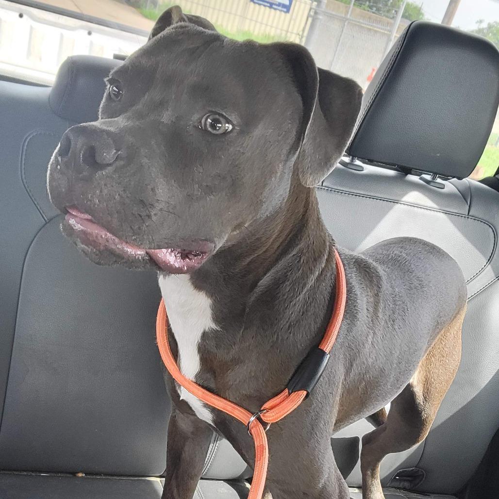 Fabio 2025, Adoptable, Adult Male Pit Bull Terrier & Mixed Breed.